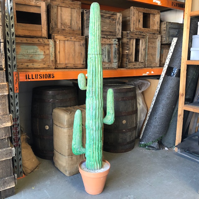 CACTUS, 1.75m High - Green in Terracotta Pot